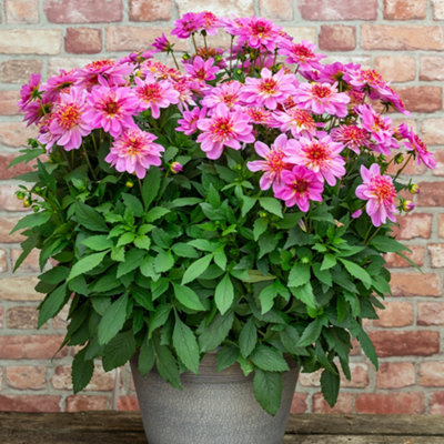 Dahlia Starburst Pink Plugs Set of 6 Plug Plants