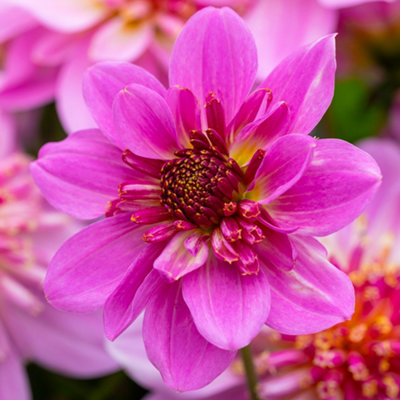 Dahlia Starburst Pink Plugs Set of 6 Plug Plants