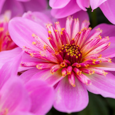 Dahlia Starburst Pink Plugs Set of 6 Plug Plants