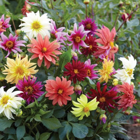 Dahlia Starlight Mixed 1 Seed Packet (25 Seeds)