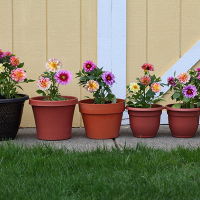 Dahlia Unwins Dwarf Mixed Flower Seeds (Approx. 55 seeds) by Jamieson Brothers