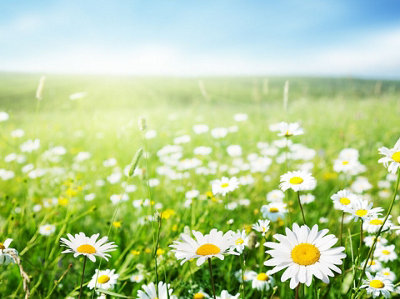 Daisy Meadow White Flower Seeds (Approx. 370 seeds) by Jamieson Brothers