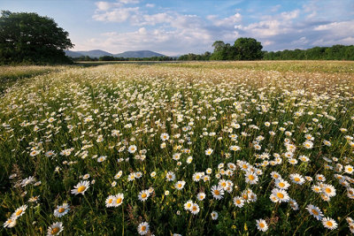 Daisy Meadow White Flower Seeds (Approx. 370 seeds) by Jamieson Brothers - 3
