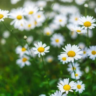 Daisy Meadow White Flower Seeds (Approx. 370 seeds) by Jamieson Brothers - 6