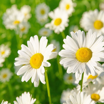 Daisy Meadow White Flower Seeds (Approx. 370 seeds) by Jamieson Brothers - 7