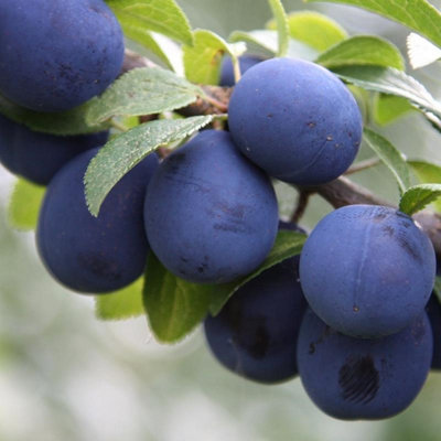 Damson Farleigh Damson Fruiting Outdoor Fruit Tree 12L Pot SJA ...