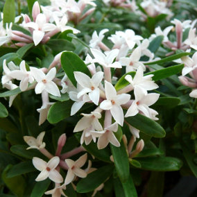 Daphne Eternal Fragrance Evergreen Spring Flowering Shrub in a 13cm Pot