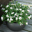 Daphne Eternal Fragrance Evergreen Spring Flowering Shrub in a 13cm Pot
