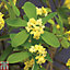 Daphne gemmata Royal Crown 9cm Potted Plant x 1