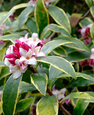 Daphne Odora Aureomarginata - Supplied in a 1 L pot