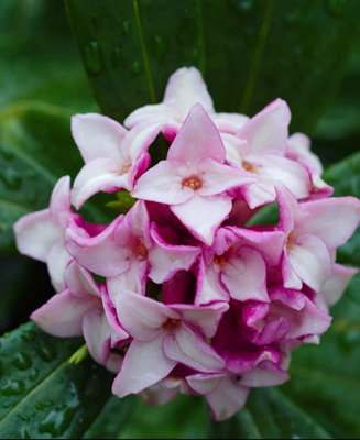 Daphne Odora - Supplied in a 1 L pot