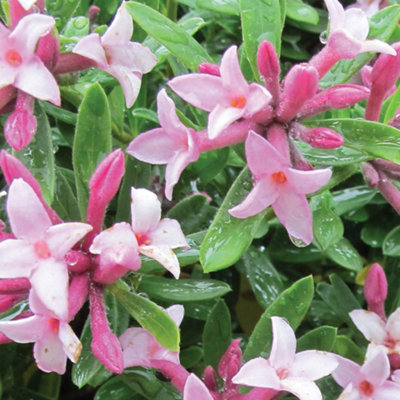 Daphne Transatlantica Pink Fragrance 9cm Potted Plant x 2