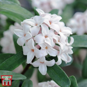 Daphne x transatlantica Eternal Fragrance 9cm Pot x 3