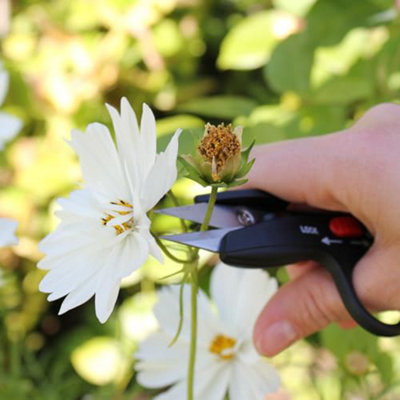 Darlac DP125 Deadheading Snips Pruners Secateurs Scissors Flower De ...