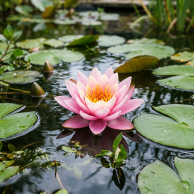 Shop pond plants.