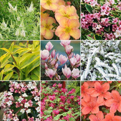 Deciduous Shrub Plant Mix - Beautiful Collection of Outdoor Plants, Ideal for UK Gardens, 9cm Pots (10 Pack)