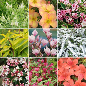 Deciduous Shrub Plant Mix - Beautiful Collection of Outdoor Plants, Ideal for UK Gardens, 9cm Pots (5 Pack)