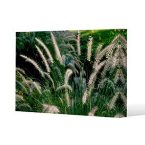 decorative cat tail grass growing along a walkway (Canvas Print) / 101 x 77 x 4cm