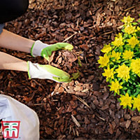 Decorative Garden Bark 1 x 80 Litre Bag - Ideal for Adding a Professional Touch to Beds Borders Containers and Ground Cover