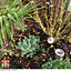 Decorative Garden Bark 2 x 80 Litre Bag - Ideal for Adding a Professional Touch to Beds Borders Containers and Ground Cover