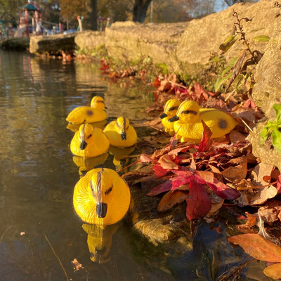 Decorative Plastic Floating Yellow Pond Ducklings (Pack of 6)