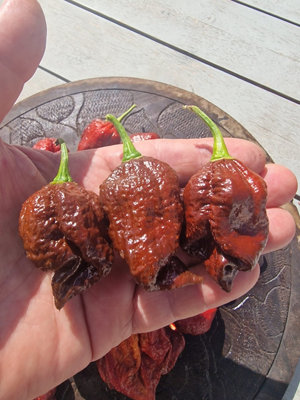 Defcon Chocolate Chilli Seeds - 10 Fresh Seeds