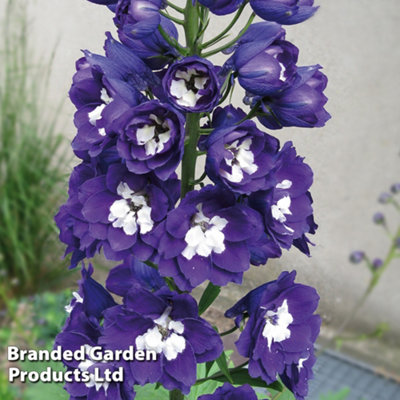 Delphinium Dark Blue & White Bee 6 Plug Plants