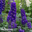 Delphinium Dark Blue & White Bee 6 Plug Plants