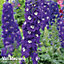 Delphinium Dark Blue & White Bee 6 Plug Plants