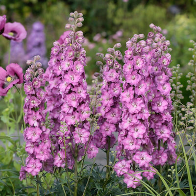 Delphinium Delgenius Chantay - Deep Pink Blooms, Perennial Plant, Small ...