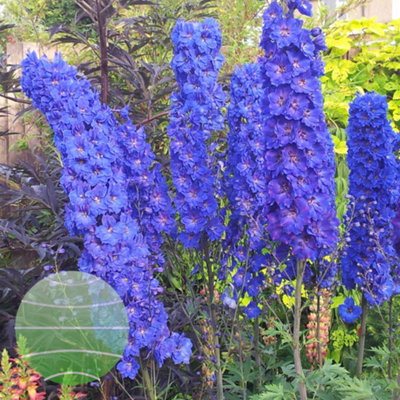 Delphinium elatum 'Faust' - Tall Upright Hardy Perennial - Semi-Double ...