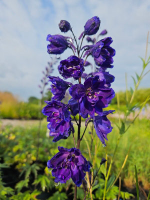 Delphinium elatum 'Faust' - Tall Upright Hardy Perennial - Semi-Double ...