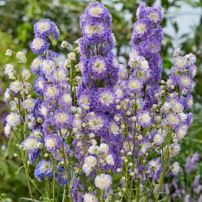 Delphinium Highlander Bolero - Tall Spikes of Purple Blooms, Perennial Plant, Compact Size (15-30cm Height Including Pot)