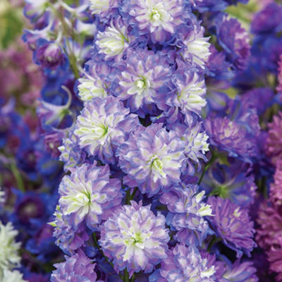 Delphinium, Highlander - Bolero