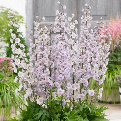 Delphinium Highlander Cha Cha Pink and White Blooms Perennial