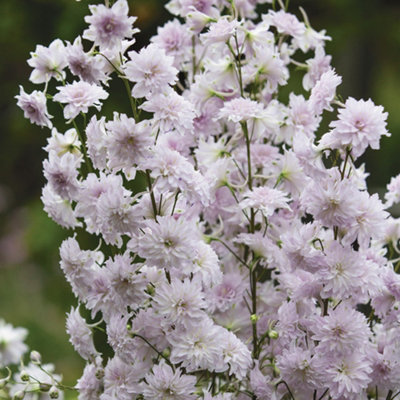 Delphinium Highlander Cha Cha Pink and White Blooms Perennial