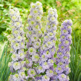 Delphinium Highlander Crystal Delight - Lilac Blooms, Perennial Plant, Compact Size (15-30cm Height Including Pot)