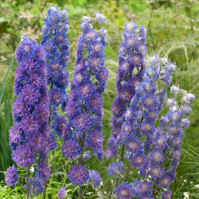Delphinium Highlander Sweet Sensation - Purple and Blue Blooms, Larkspur, Perennial Plant, Compact Size (15-30cm)