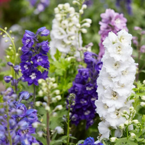 Delphinium Magic Fountains Lavender 1 Litre Potted Plant x 1
