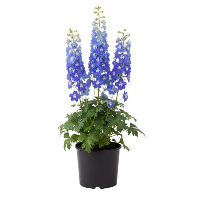 DELPHINIUM PIXIE SKY ROCKET 3L POTTED PERENNIAL