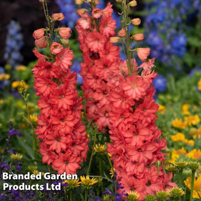 Delphinium Red Lark 2 Litre Potted Plant x 2