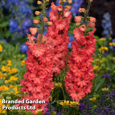 Delphinium Red Lark 9cm Pot x 1