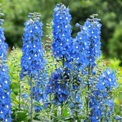 Delphinium Summer Skies - Tall Blue Spikes for Borders Arranging ...