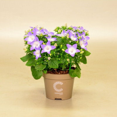 Dendr N Sc Apollon 3 Stem, 12cm Pot Size, 50cm Tall, Dendrobium Orchid ...