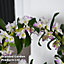 Dendrobium nobile White Arch 12cm Potted Plant x 1 + 20 LEDS