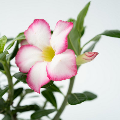 Desert rose - Adenium obesum Pink Star - Height 30-45cm - Pot 13cm