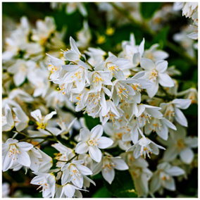 Deutzia Gracilis in a 2L Pot, Stunning White Star-Shaped Flowers 3FATPIGS