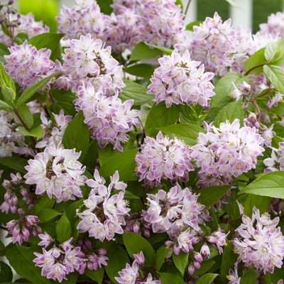 Deutzia Raspberry Sundae in a 3L Pot
