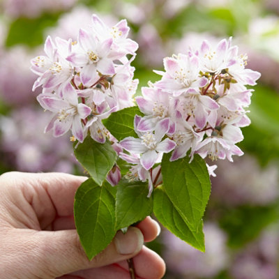Deutzia Raspberry Sundae in a 3L Pot