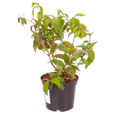 Deutzia Raspberry Sundae in a 3L Pot